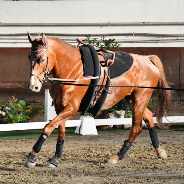 Schlag auf Schlag ging es für uns weiter, denn in der darauffolgenden Woche (16. - 20. April) stand ein weiterer Programmpunkt auf dem Plan:

Wir hatten Saisonstart in Monza (ITA) mit unserem Pas de Deux auf Contrarius. Unser Superfuchs zeigte sich an seinem allerersten CVI gelassen und drehte brav seine Runden, damit @alicia_sereina  und @_romina_trauffer_  sich voll auf ihre Kür konzentrieren konnten. ❤ Unterstützt wurden sie dabei an der Longe von @minuvoltige.

Wir gratulieren zum 2. Rang in Monza und zur Qualinote für CVI3*! 🥳

Herzlichen Dank für die Unterstützung vor Ort an @myri.power, du bist ein super Groom!
Riesigen Dank an @ich.2043 & Chrigu, dass ihr uns Conti zur Verfügung stellt! Wir haben uns über euren Besuch in Monza mega gefreut!
