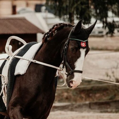 245114717_438320351047538_4012869174504195655_n