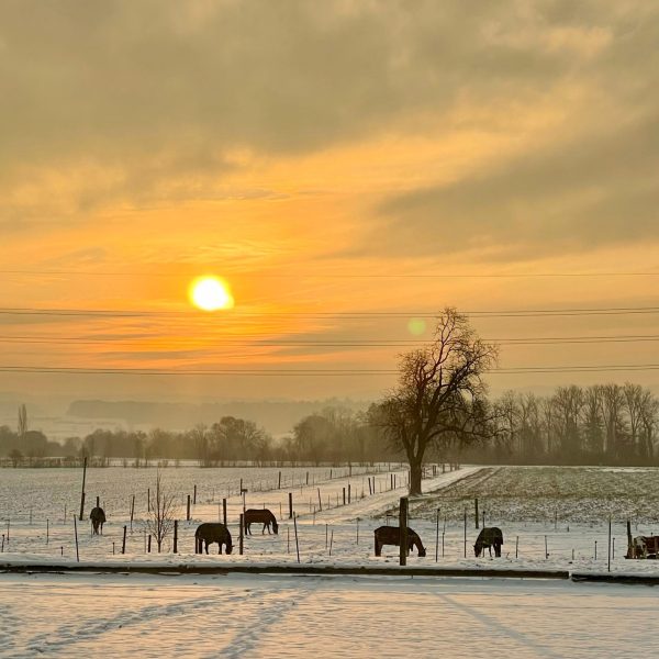 stall-schneider-sonne